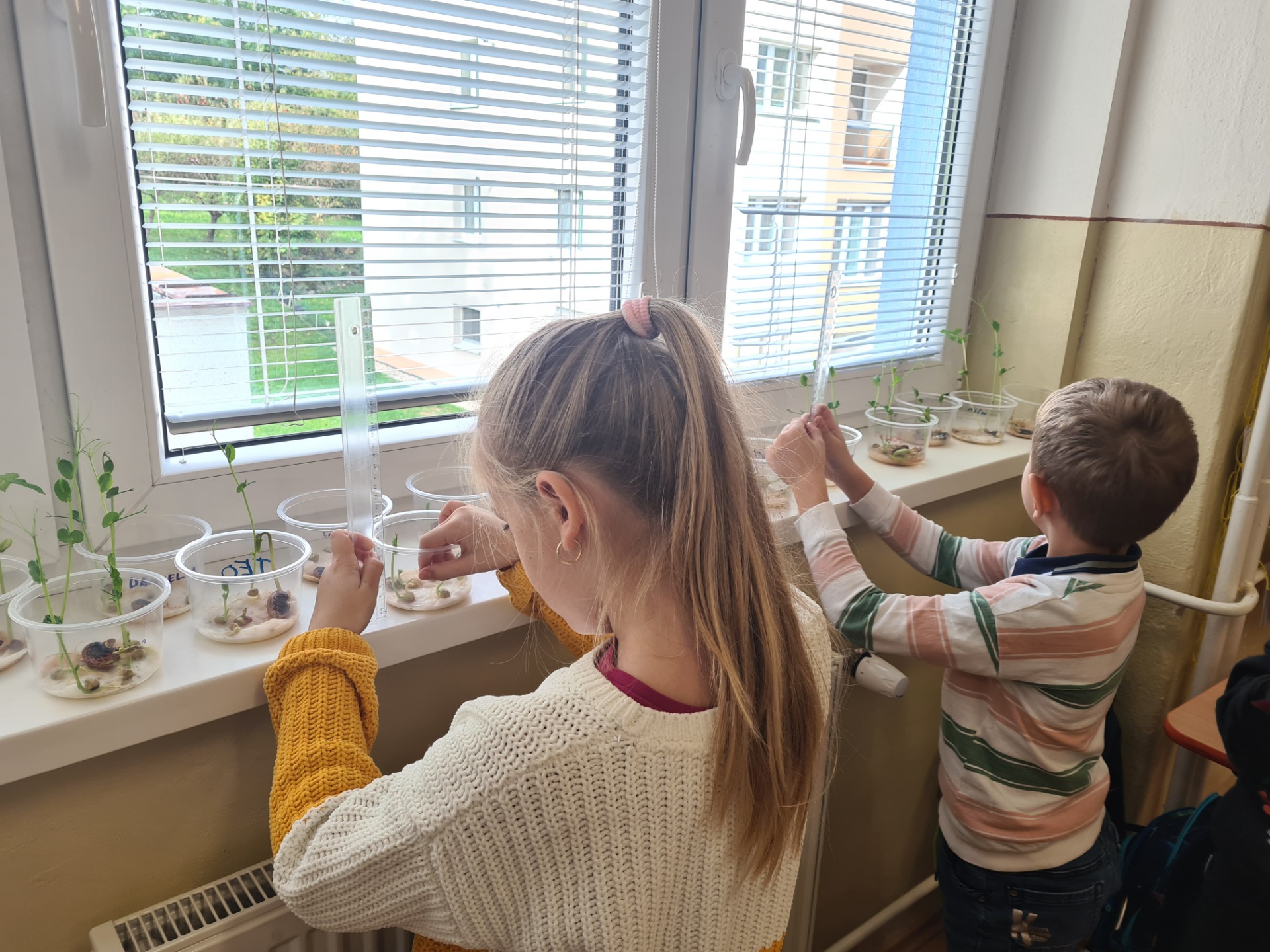 Prvouka - zo semienka hrach a fazuľa